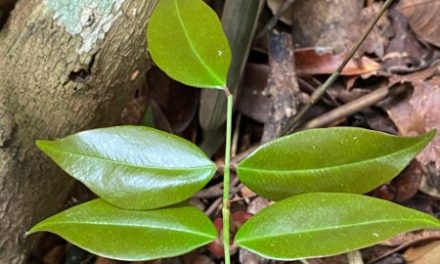 Espécie da Mata Atlântica pode ajudar na cura da Covid