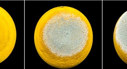 Estudo descreve estratégia do mofo azul para devastar frutas cítricas