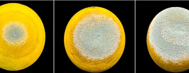 Estudo descreve estratégia do mofo azul para devastar frutas cítricas
