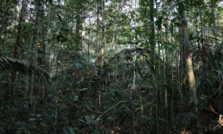 Florestas primárias ainda são principal fonte de biodiversidade