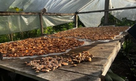 Startup brasileira transforma resíduo do babaçu em proteína vegetal