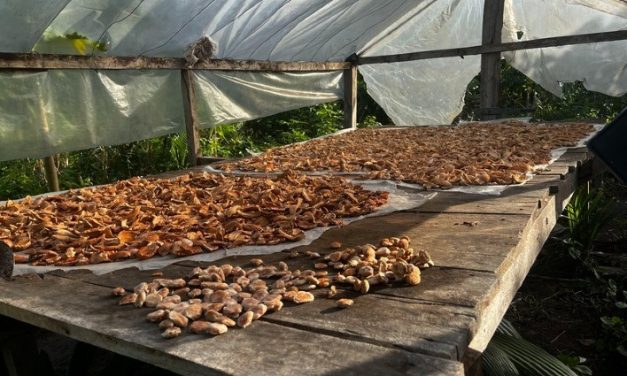 Startup brasileira transforma resíduo do babaçu em proteína vegetal