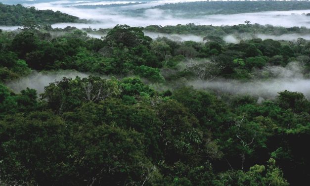 Florestas sem proteção ameaçam rios voadores