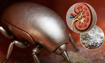 Robô microscópico dissolve pedras nos rins