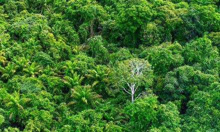 Amazônia exporta superfrutos e aposta na floresta em pé