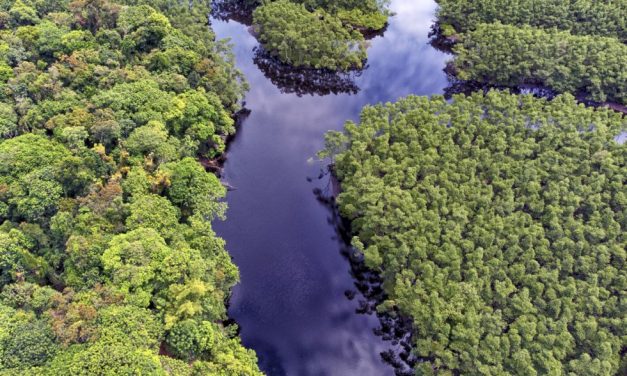 Biodiversidade ganha instituto para desenvolver novos alimentos