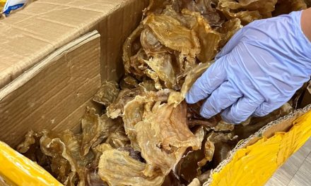 Análise de DNA ajuda a identificar tráfico ilegal de espécies marinhas