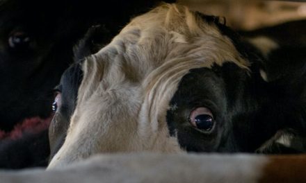 Exportação de animais vivos é alvo de reação no Congresso