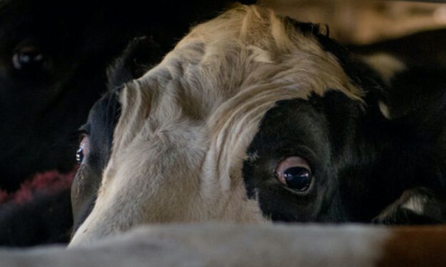 Exportação de animais vivos é alvo de reação no Congresso