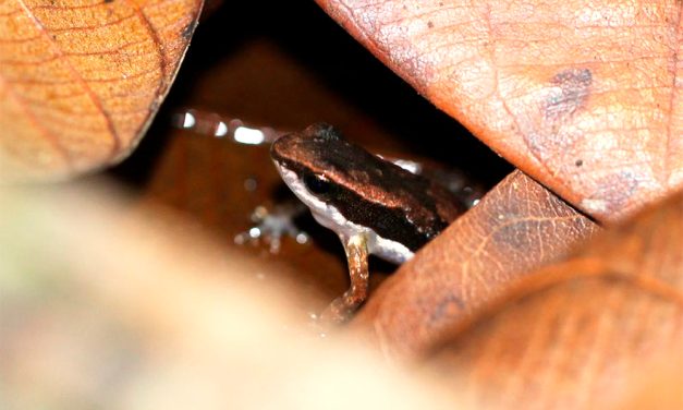 Míni sapo da Mata Atlântica é descrito pela ciência