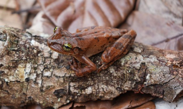 Expedição coleta dezenas de prováveis espécies novas