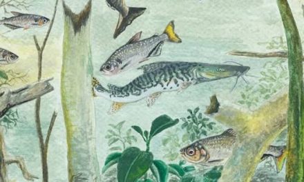 Amazônia corre contra o tempo para preservar peixes