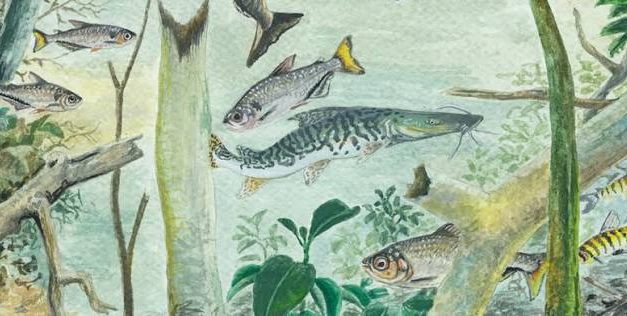 Amazônia corre contra o tempo para preservar peixes