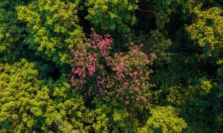 Regeneração natural de florestas controla espécies invasoras